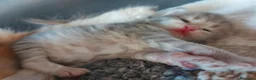 Siberiano gatti in vendita: Cuccioli di gatto Siberiano Certificati  - Annuncio 12