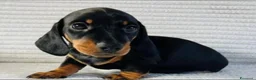 Bassotto cani in vendita: Bassotti Nani  - Annuncio 2