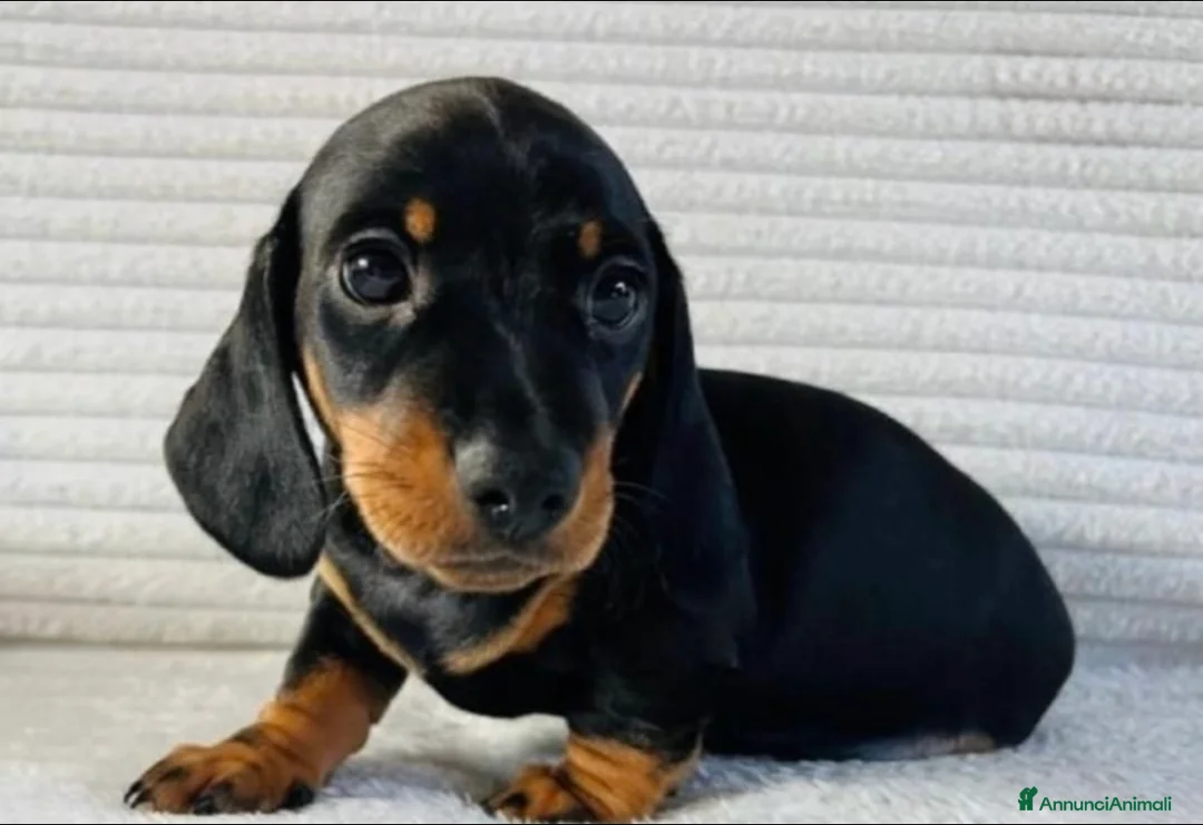 Bassotto cani in vendita: Bassotti Nani  - Annuncio 2