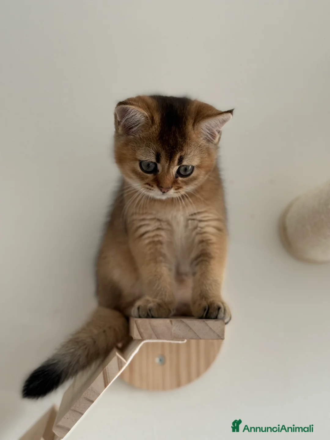 Scottish gatti in vendita: Scottish Straight  - Annuncio 4