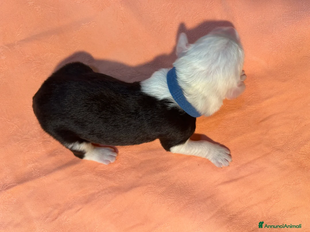 Bobtail cani in vendita: Cuccioli di Bobtail  - Annuncio 12
