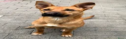 Meticcio cani in regalo: SIMBA CAGNOLINO ALLEGRO - Annuncio 6