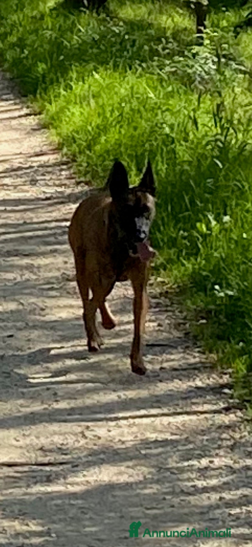 Pastore Belga cani Malinois - Annuncio 1