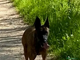 Pastore Belga cani Malinois - Annuncio 1