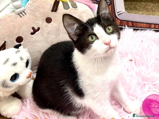 Europeo gatti MIMI E MYA - Annuncio 28