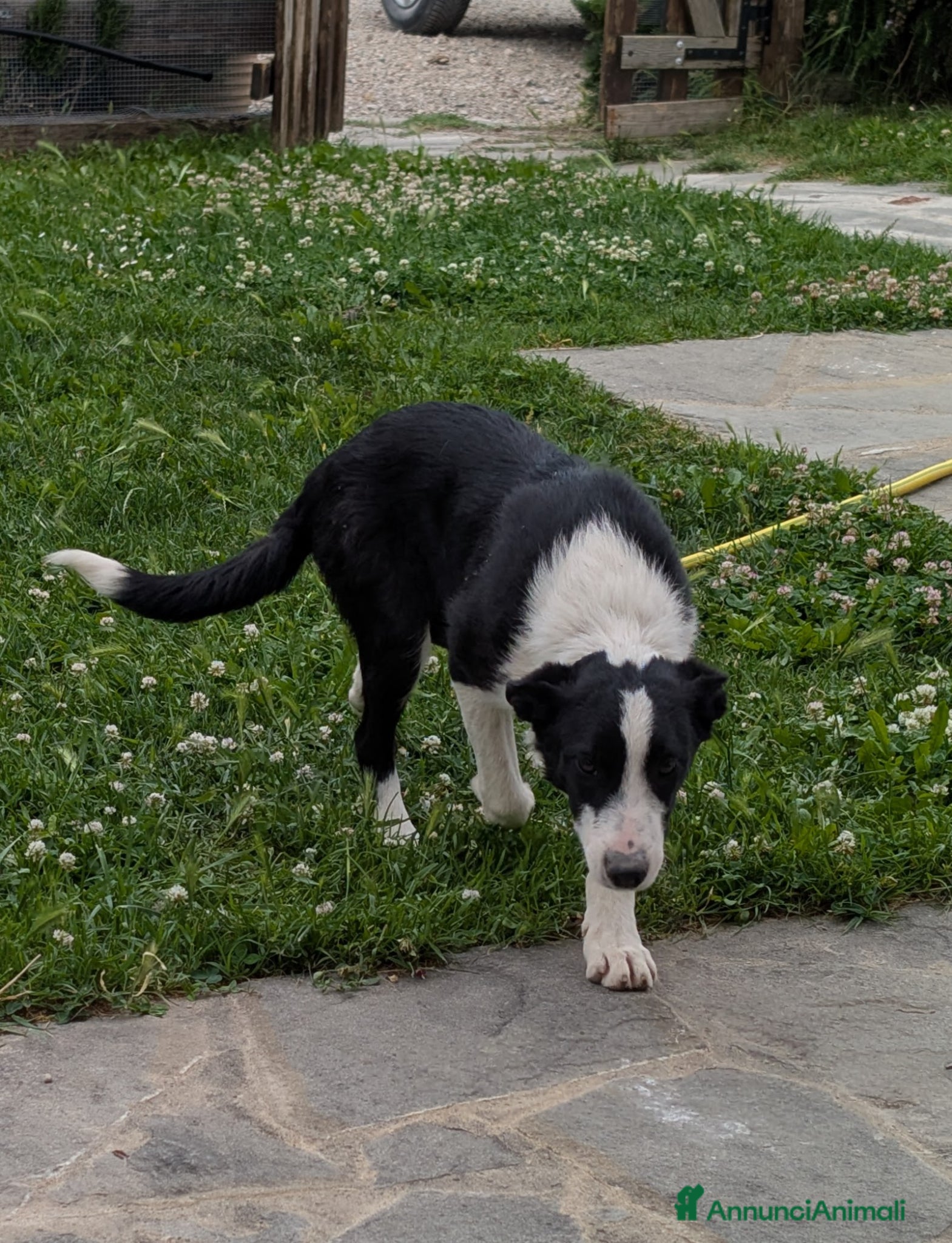 Border Collie cani Vendo Border Collie a pelo corto - Annuncio 13