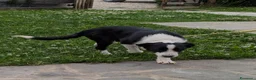 Border Collie cani in vendita: Vendo Border Collie a pelo corto - Annuncio 1