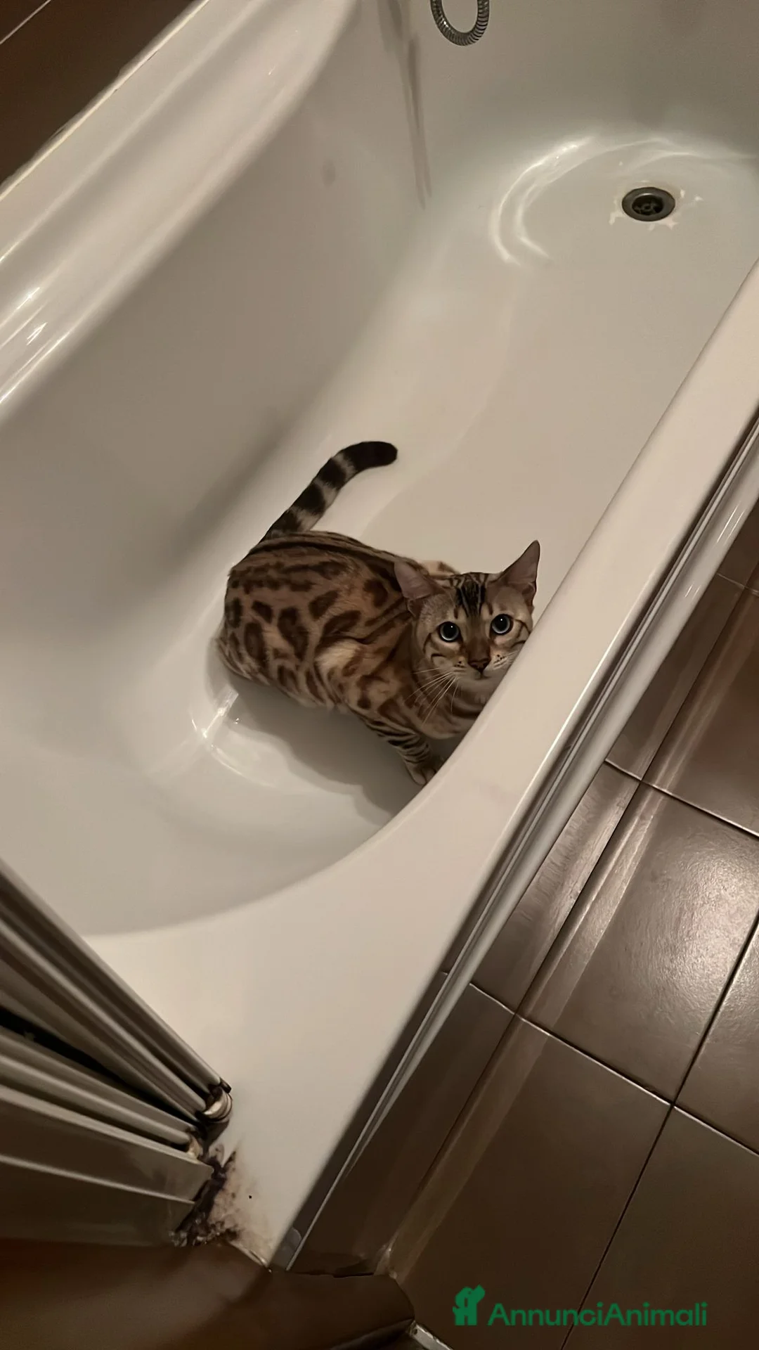 Bengala gatti per accoppiamento: Bengala maschio cerca gatta per accoppiamento a Provincia di Lodi - Annuncio 4