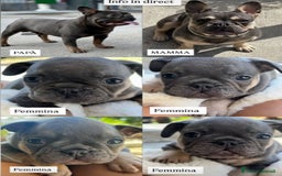 Bulldog Francese cani in vendita: Cuccioli di Bulldog Francesci a Città Metropolitana di Napoli - Immagine 6