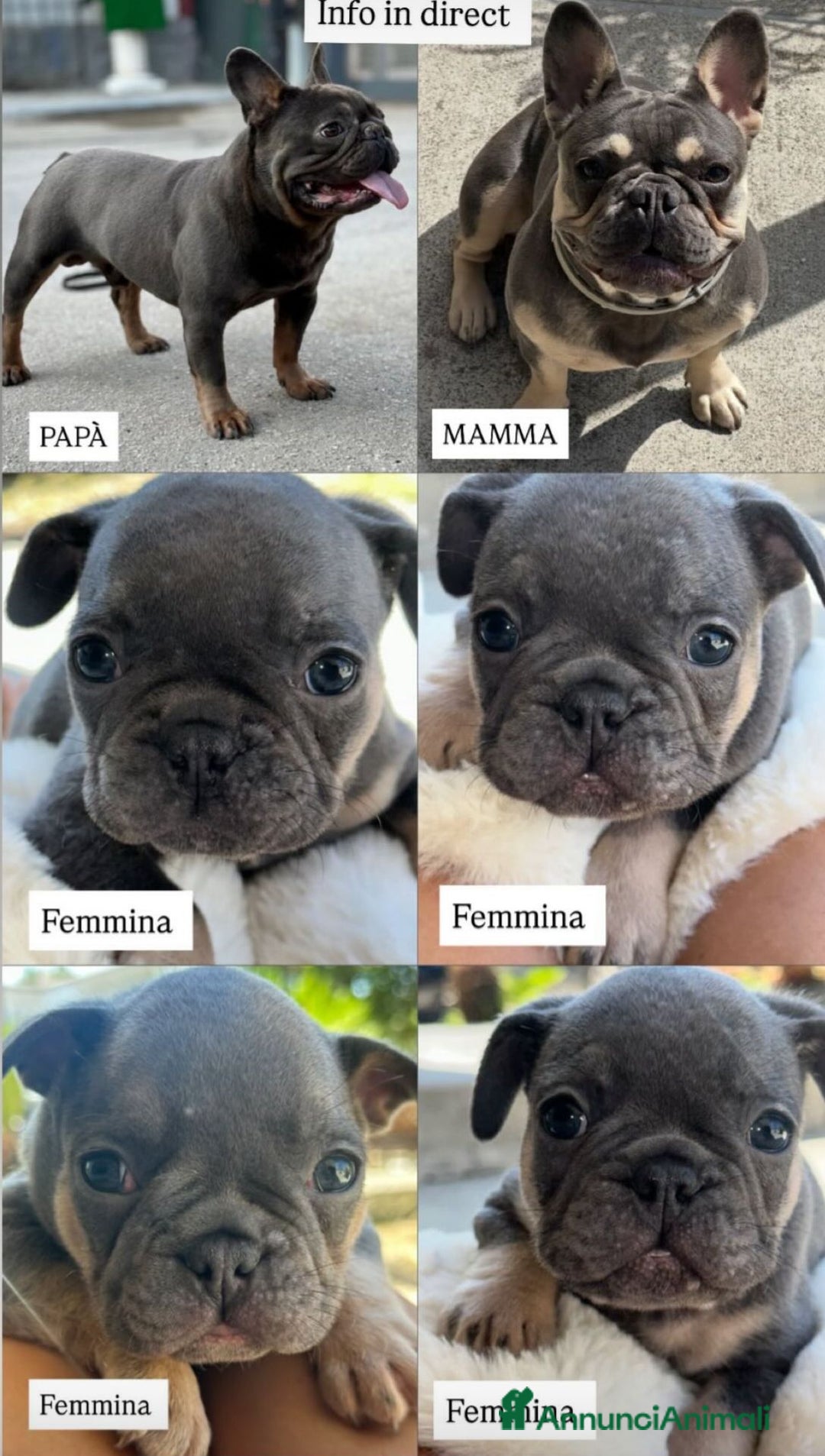 Bulldog Francese cani in vendita: Cuccioli di Bulldog Francesci a Città Metropolitana di Napoli - Immagine 6