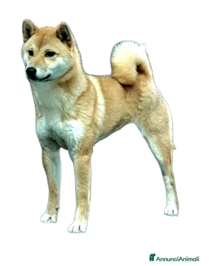 Shiba Inu cani Shiba inu - Annuncio 5