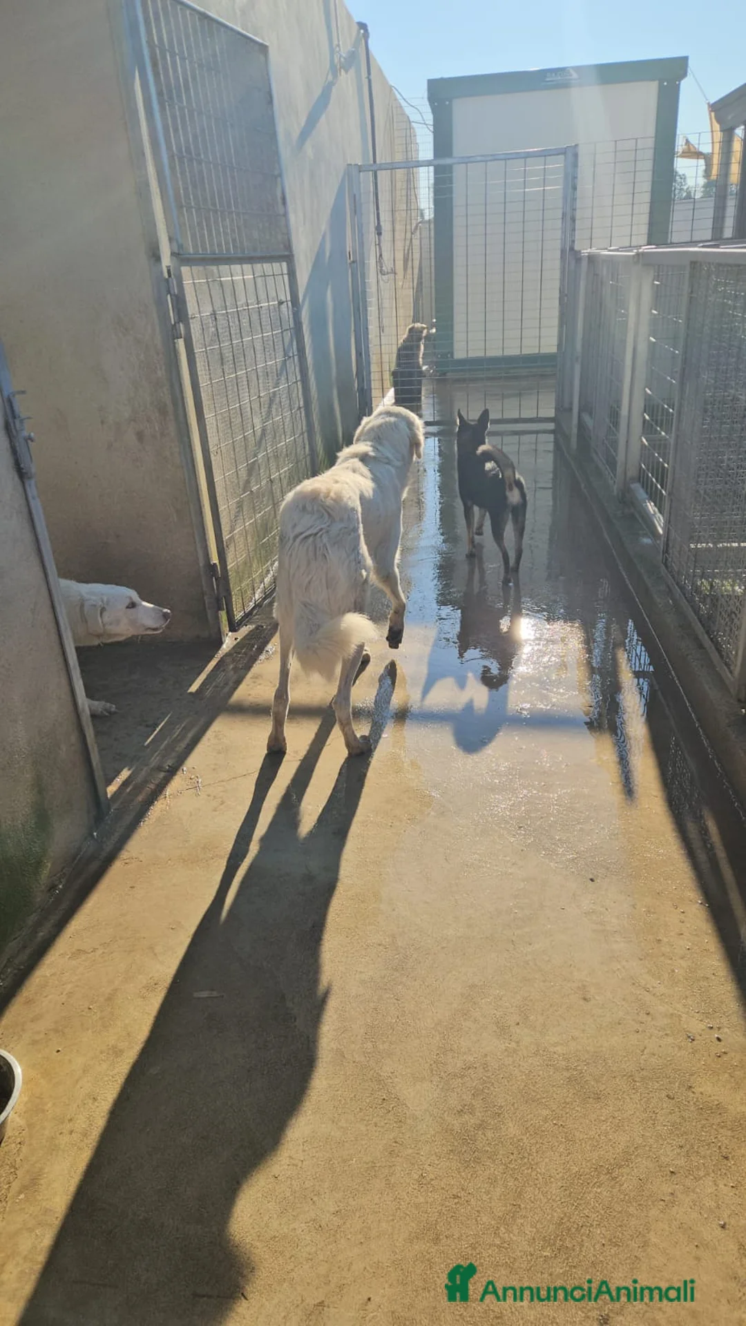 Meticcio cani in regalo: Sofia: docile, socievole, equilibrata - Annuncio 11