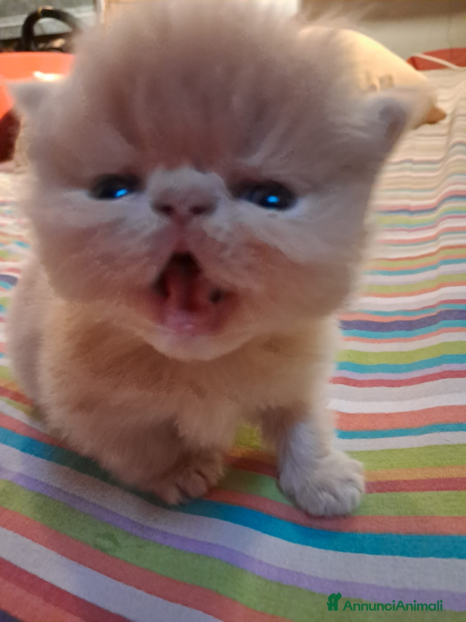 Persiano gatti cuccioli persiani ed esotici - Annuncio 5
