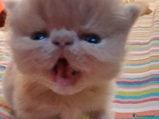 Persiano gatti cuccioli persiani ed esotici - Annuncio 16