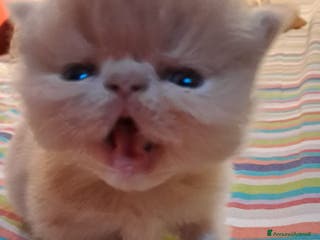 Persiano gatti cuccioli persiani ed esotici - Annuncio 5