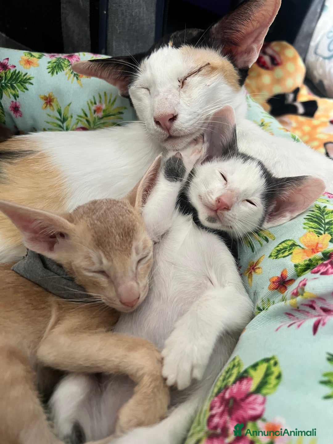 Siamese gatti in vendita: Gatti Orientali - Annuncio 1