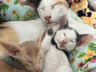 Siamese gatti Gatti Orientali - Annuncio 2