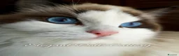 Ragdoll gatti in vendita: Cucciola di Ragdoll disponibile - Roma  a Città metropolitana di Roma Capitale - Annuncio 5