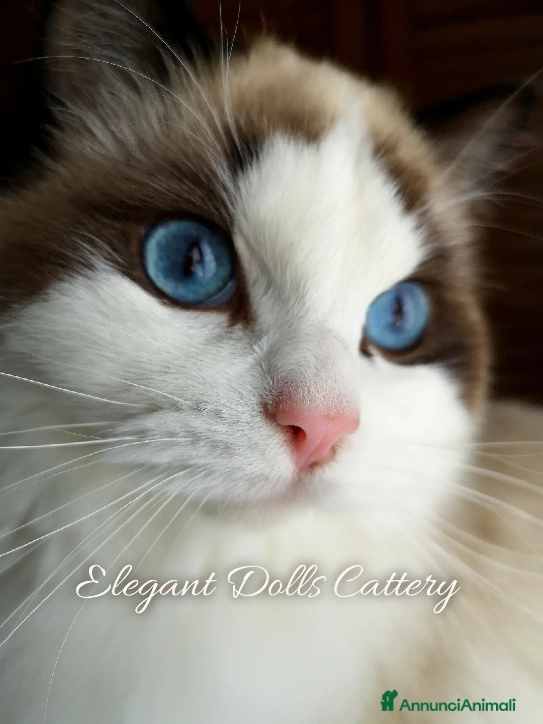 Ragdoll gatti in vendita: Cucciola di Ragdoll disponibile - Roma  a Città metropolitana di Roma Capitale - Annuncio 5