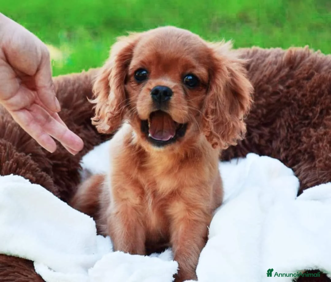 Immagine della galleria {{count}}