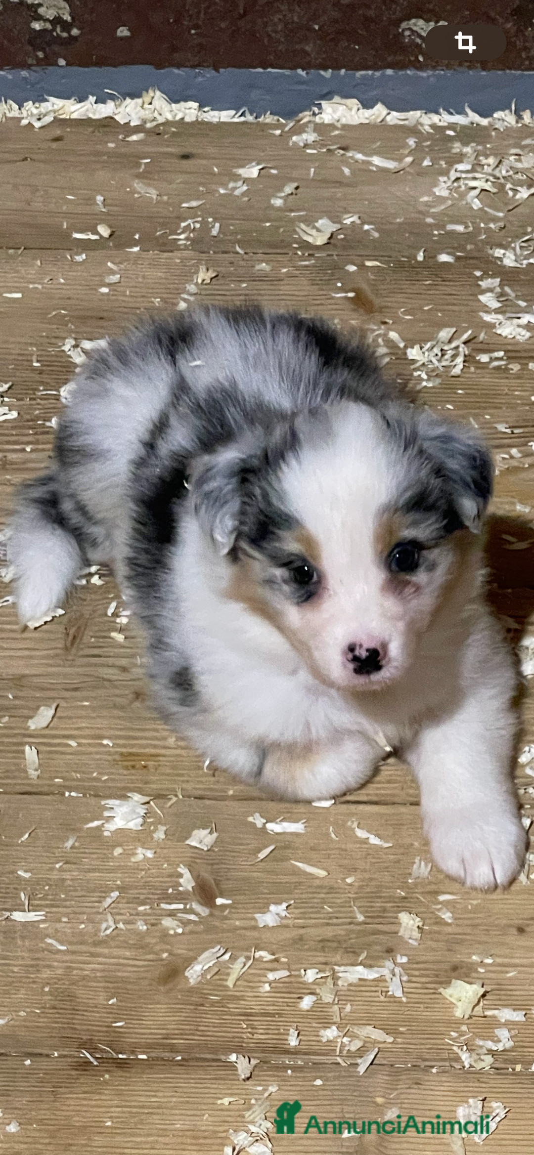Australian Shepherd cani in vendita: Pastore australiano  a Città Metropolitana di Torino - Immagine 3