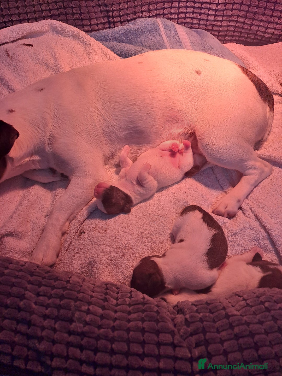 Jack Russell cani in vendita: Meravigliosi cuccioli di jack russell - Annuncio 6