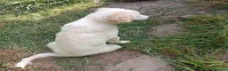 Pastore Maremmano cani in regalo: Dolcissimo cucciolo 5 mesi abbandonato da tutti  - Annuncio 10