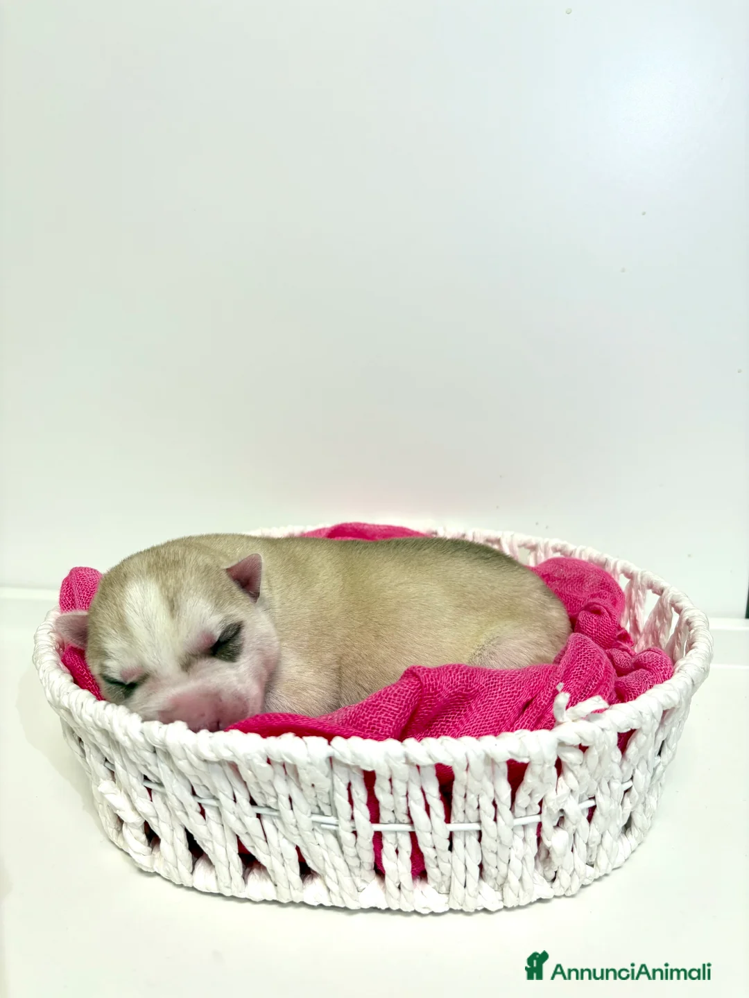 Husky cani in vendita: Cuccioli Siberian Husky con pedigree in vendita  - Annuncio 5