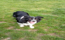 Bearded Collie cani per accoppiamento: Accoppiamento  a Città Metropolitana di Bologna - Immagine 4