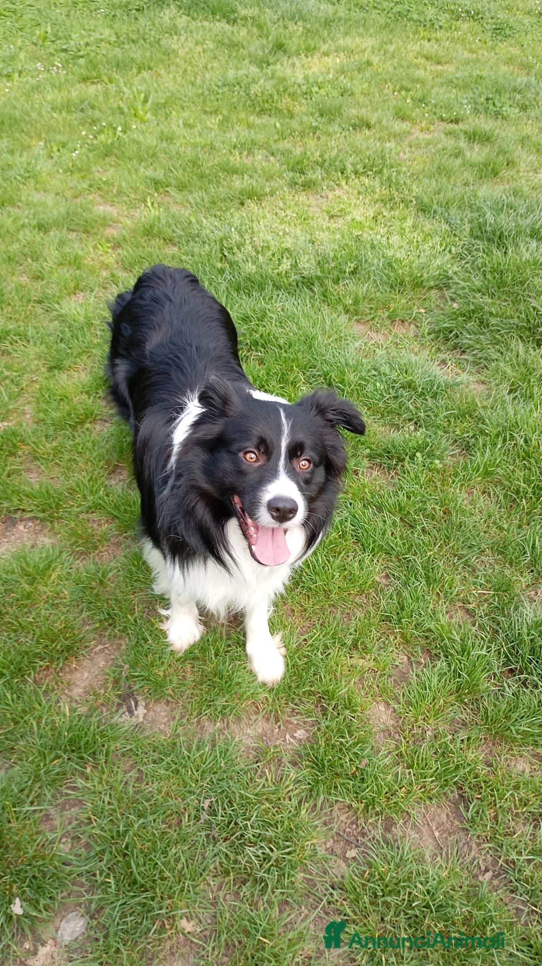 Bearded Collie cani per accoppiamento: Accoppiamento  a Città Metropolitana di Bologna - Immagine 4