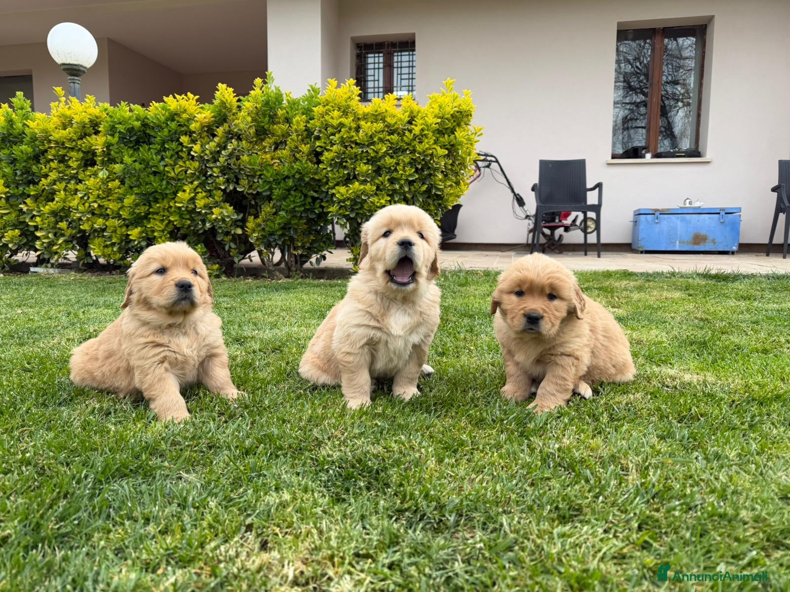 Golden Retriever cani Golden Retriever cuccioli americani 90% - Annuncio 25