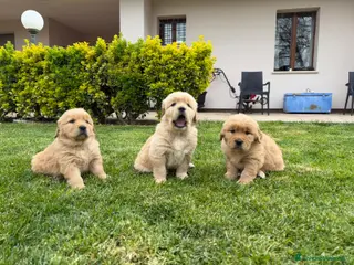 Golden Retriever cani Golden Retriever cuccioli americani 90% - Annuncio 25