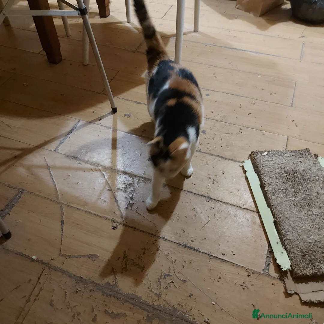 Altre razze gatti in regalo: GATTE  - Annuncio 4