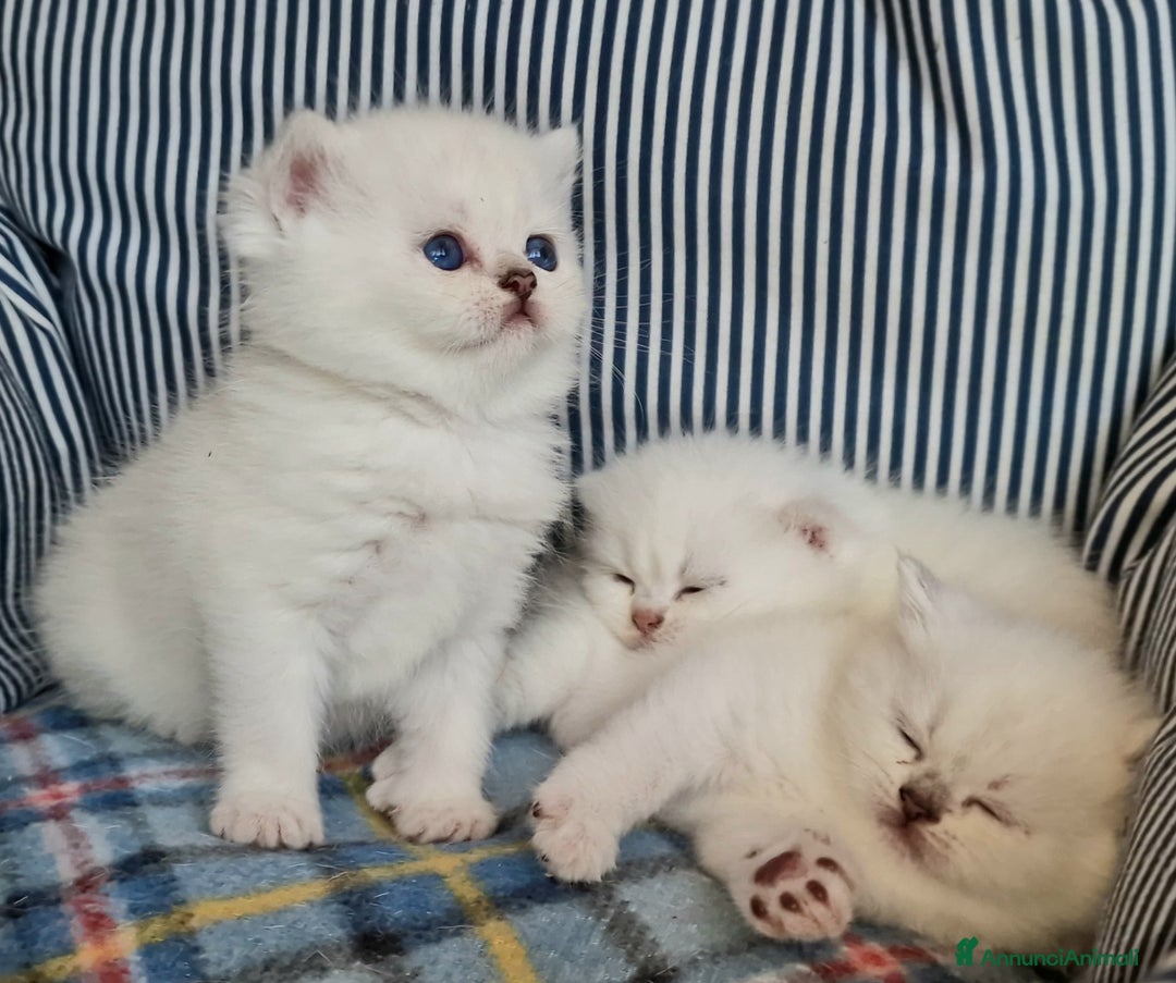 British gatti in vendita: British shorthair e longhair  a Provincia di Monza e della Brianza - Annuncio 23