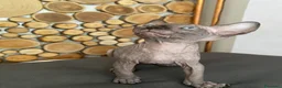 Sphynx gatti in vendita: Cuccioli Sphynks  - Annuncio 24
