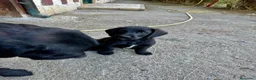 Labrador cani in vendita: Labrador retriver nero - Annuncio 5