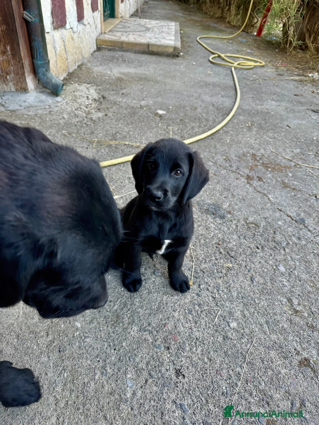 Labrador cani in vendita: Labrador retriver nero - Annuncio 5