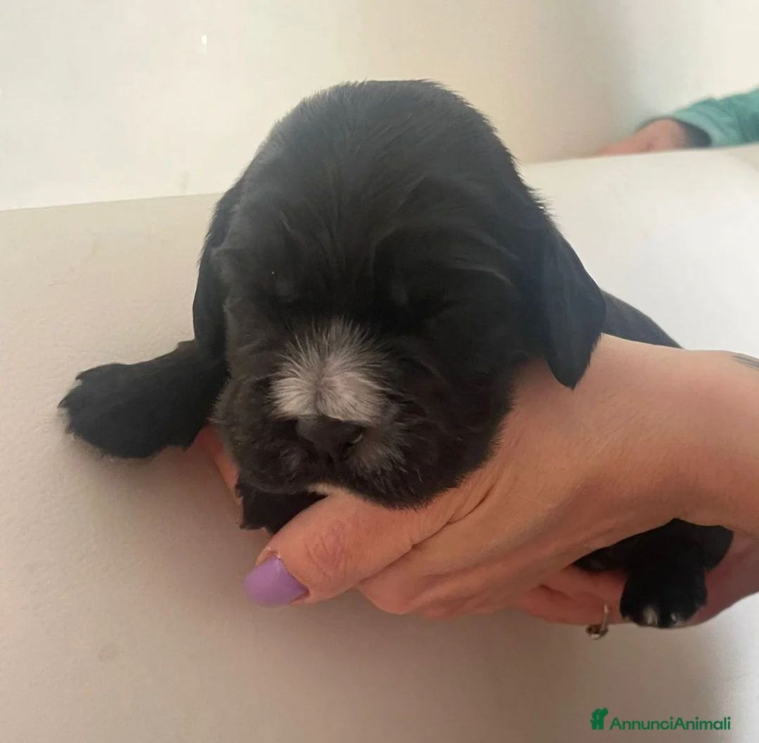Cocker cani in vendita: Cuccioli di cocker spaniel a Città metropolitana di Roma Capitale - Annuncio 6
