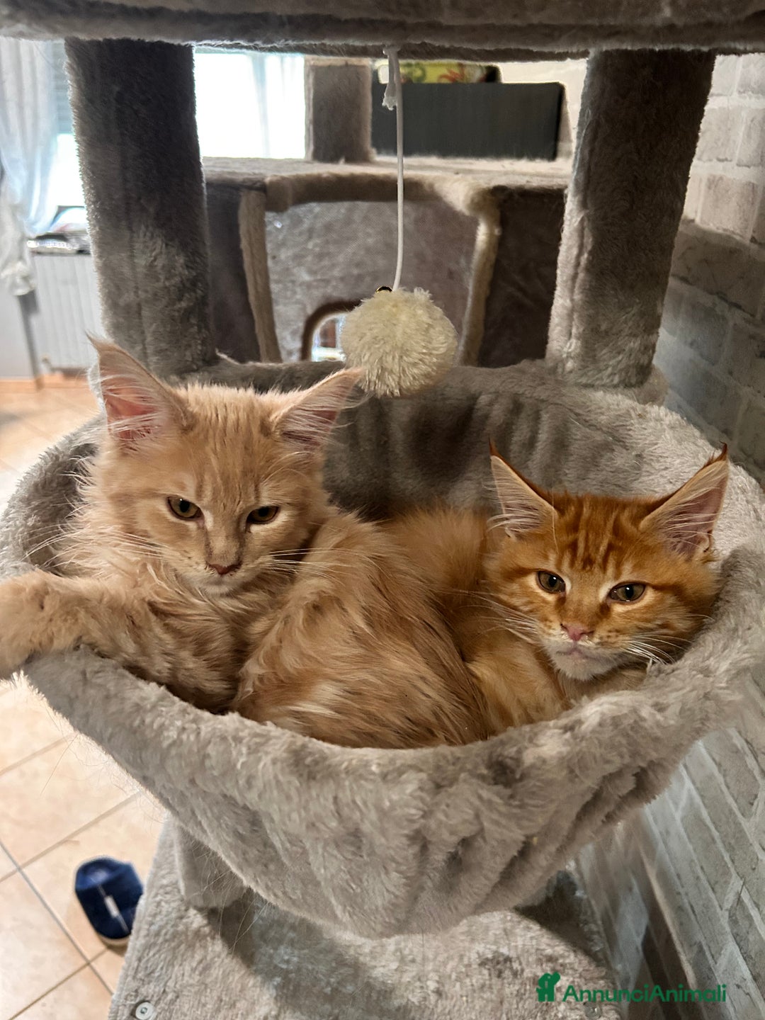 Maine Coon gatti in vendita: Cuccioli Maine Coon - Annuncio 13