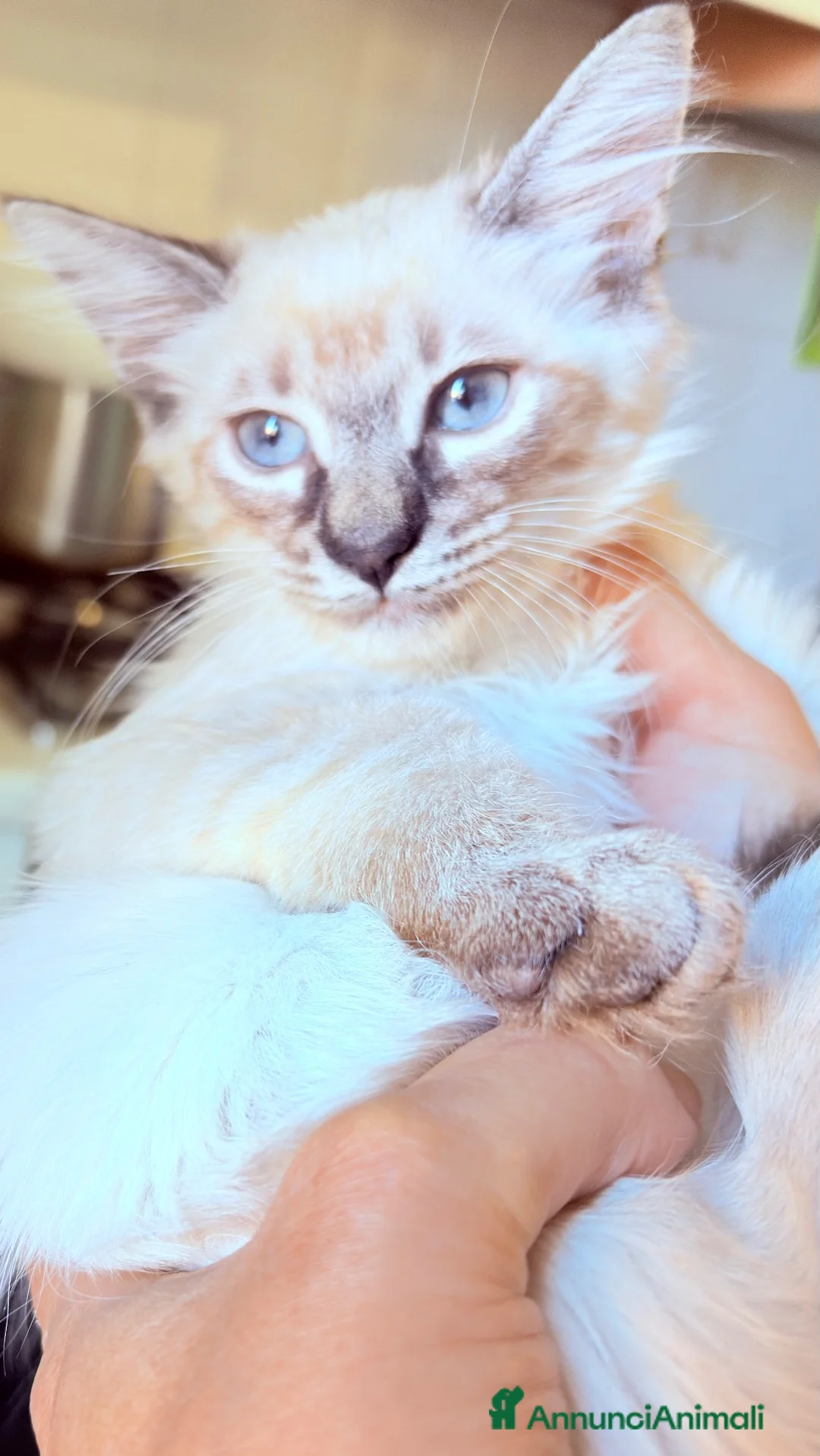 Angora turco gatti in vendita: Angora turco ,Splendido gattino con occhi azzurri  - Annuncio 2