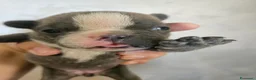 Bulldog Francese cani in vendita: Bulldog francese  a Città Metropolitana di Napoli - Annuncio 4