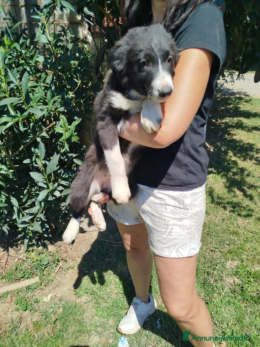Border Collie cani in vendita: Cuccioli border collie  a Provincia di Cuneo - Annuncio 2