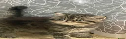 Persiano gatti in vendita: exotic shortaire maschio - Annuncio 3