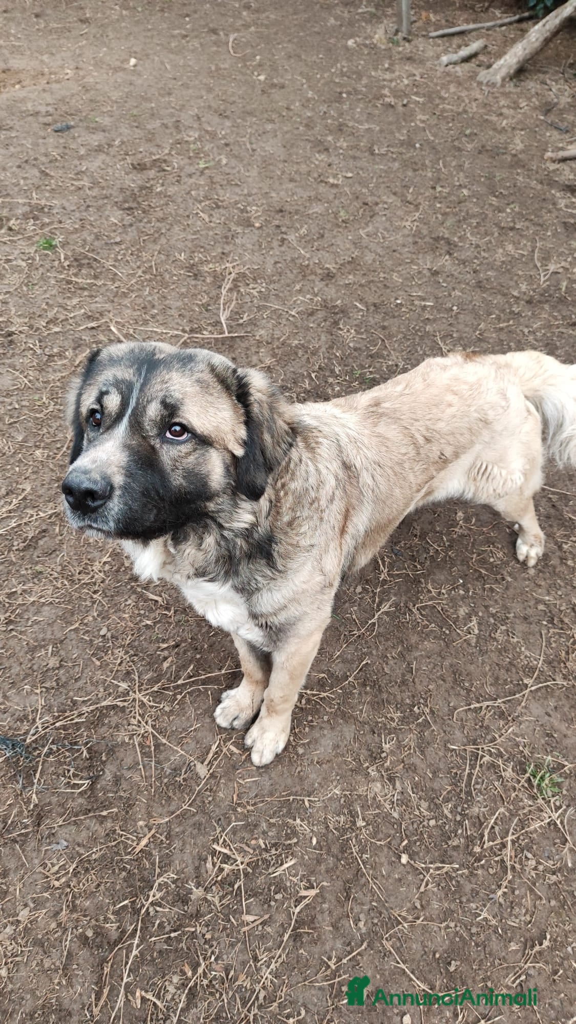 Meticcio cani CRIS  a Città Metropolitana di Torino - Annuncio 32