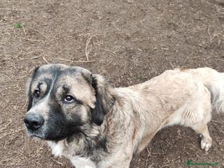 Meticcio cani CRIS a Città Metropolitana di Torino - Annuncio 27
