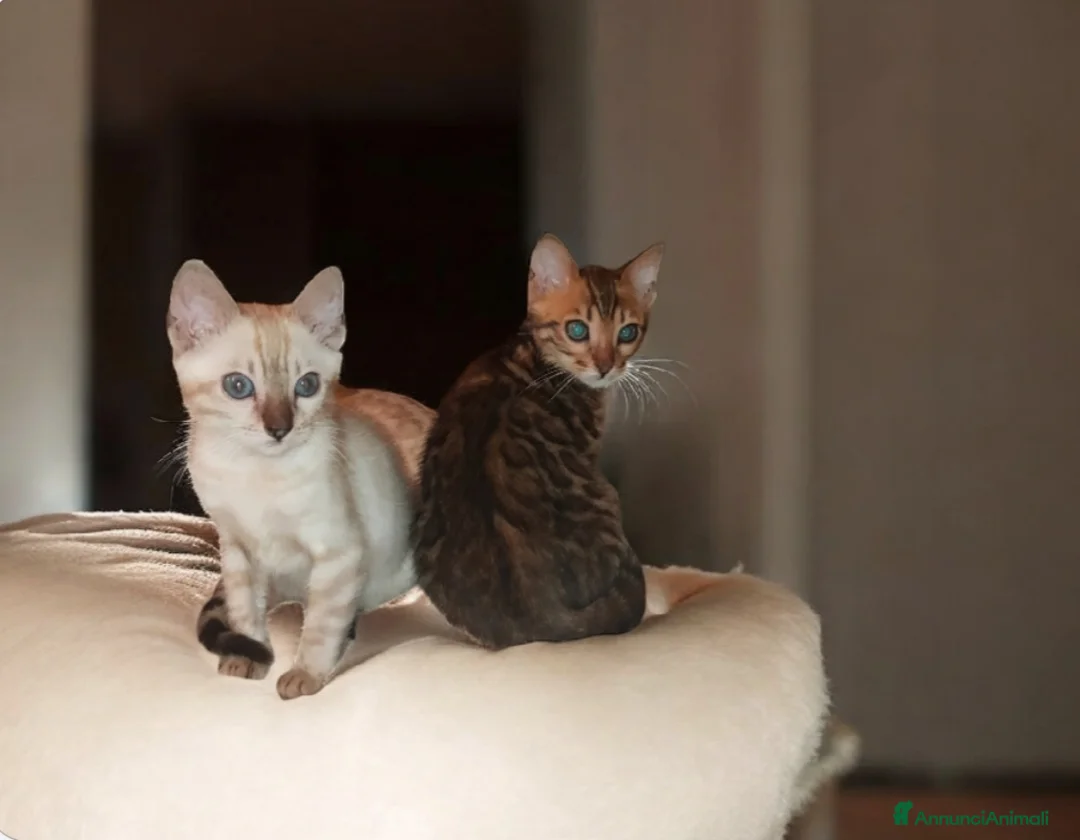 Bengala gatti in vendita: Splendidi gattini del Bengala  - Annuncio 3