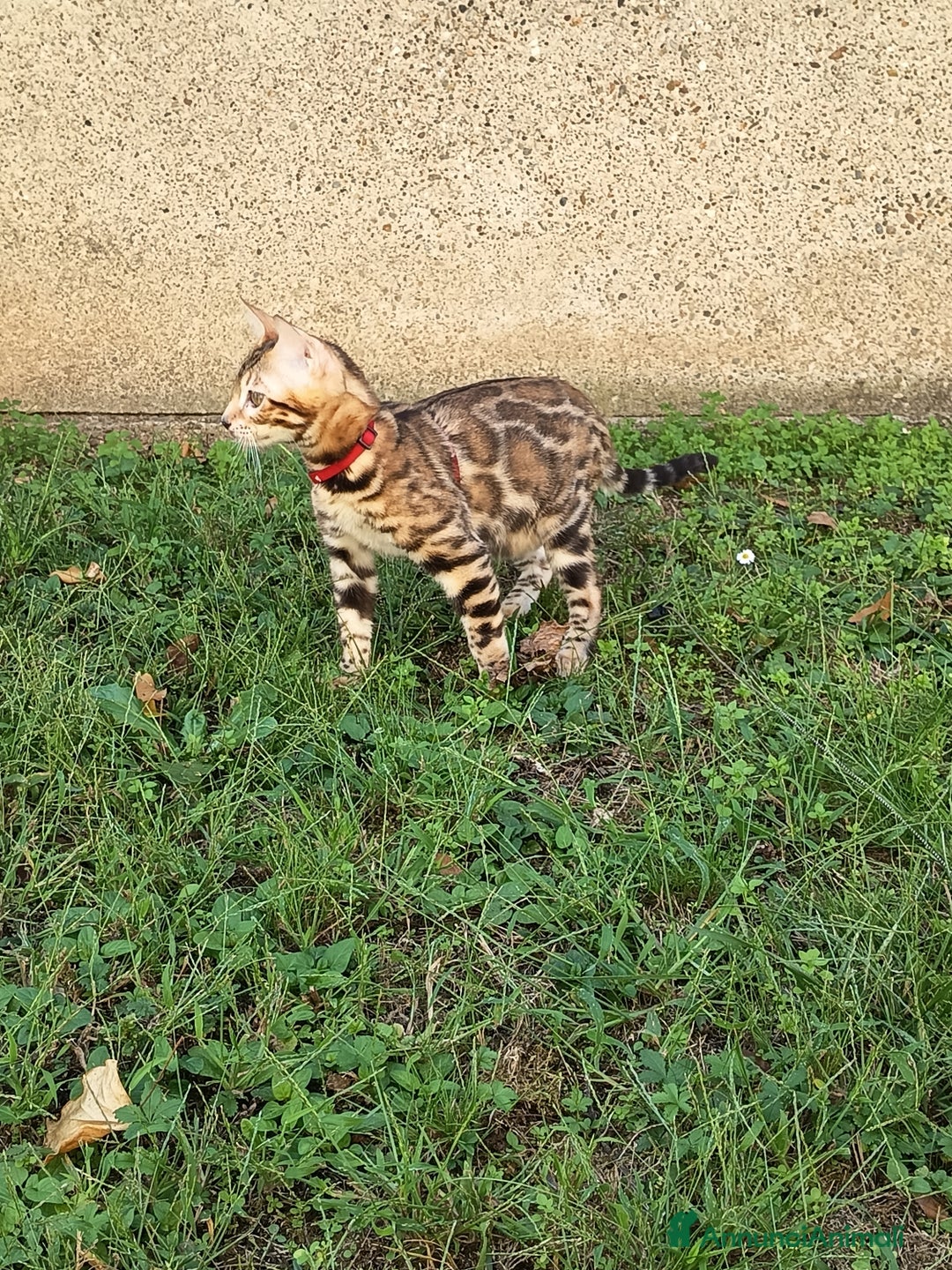 Bengala gatti in vendita: Cucciola Bengala 🥰 - Annuncio 9
