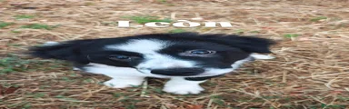 Border Collie Cucciolo 1