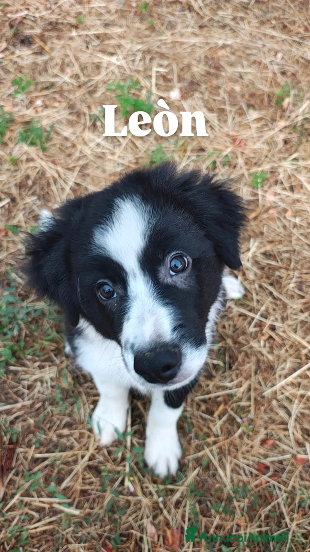 Border Collie cani in vendita: CUCCIOLI DI BORDER COLLIE ALTA GENEALOGIA - Annuncio 1