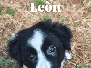 Border Collie cani CUCCIOLI DI BORDER COLLIE ALTA GENEALOGIA - Annuncio 23